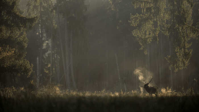 foret